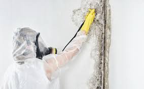 Why You Should Choose Our Mold Remediation Services in Eddystone, PA